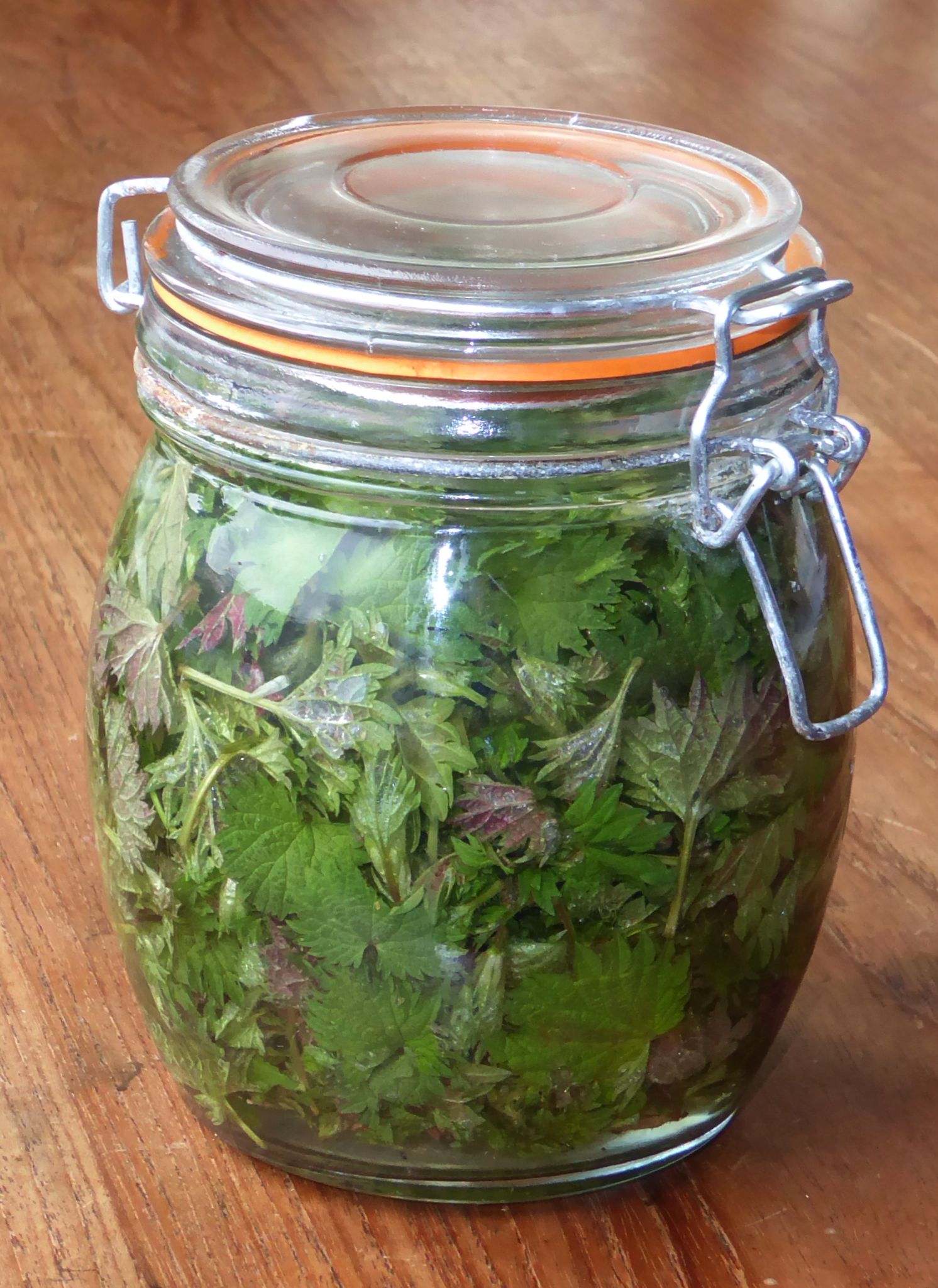 jar of nettle leaves in vinegar